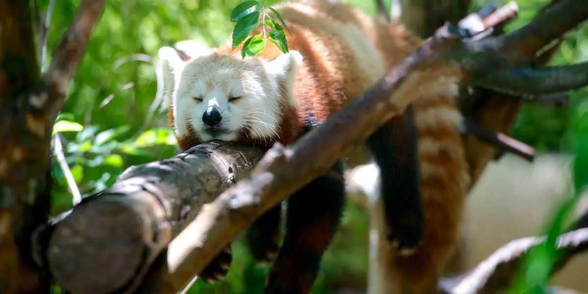 How to Make More Time to Learn Programming. True Story